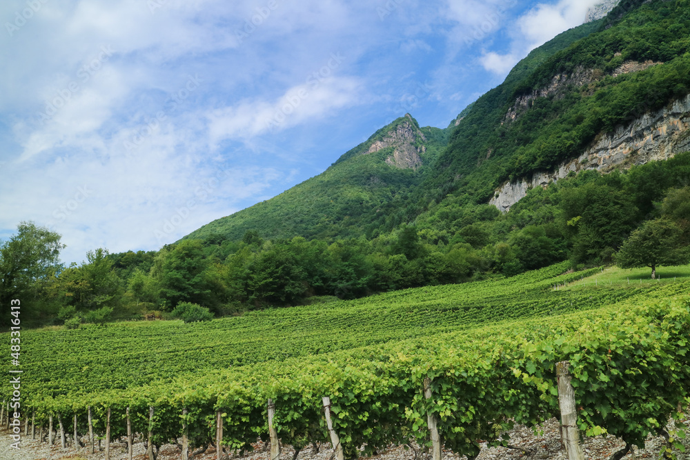 A scenic landscape of French vineyard at the foot of mountain and brighten blue sky with scenic greenery of trees and leave in nature during summer time