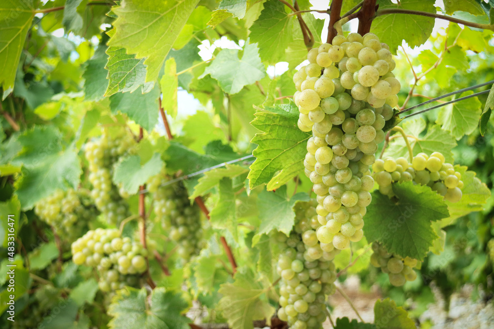 Close up of ripe white grapevine in French vineyard with branches and green leaves on its tree in greenery nature Close up of ripe white grapevine in French vineyard with branches and green leaves on its tree in greenery nature