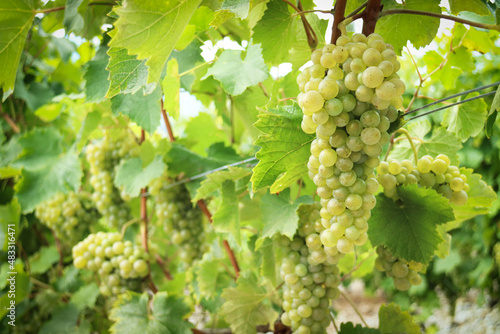Wallpaper Mural Close up of ripe white grapevine in French vineyard with branches and green leaves on its tree in greenery nature Torontodigital.ca