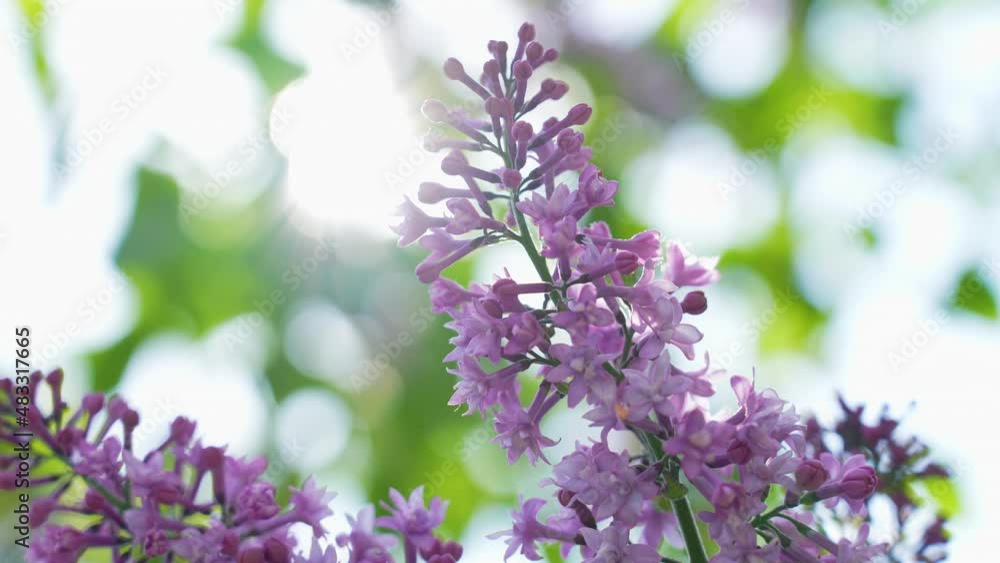 Close up view 4k slow motion stock video footage of beautiful fresh blossom of lilac tree isolated on green and white sunny natural bokeh background. Spring season concept. May garden Close up view 4k slow motion stock video footage of beautiful fresh blossom of lilac tree isolated on green and white sunny natural bokeh background. Spring season concept. May garden