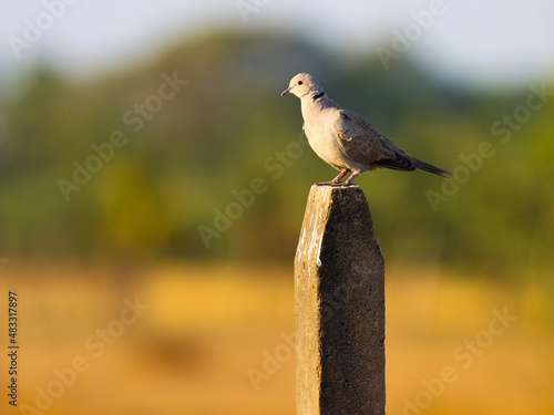 Ring necked dove on pole. Half collared dove. Cape turtle dove. Streptopelia capicola.