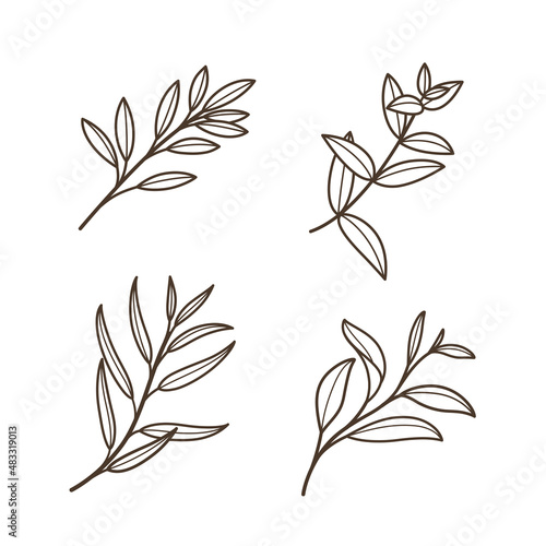 Set of branches with leaves. Contour vector illustration.
