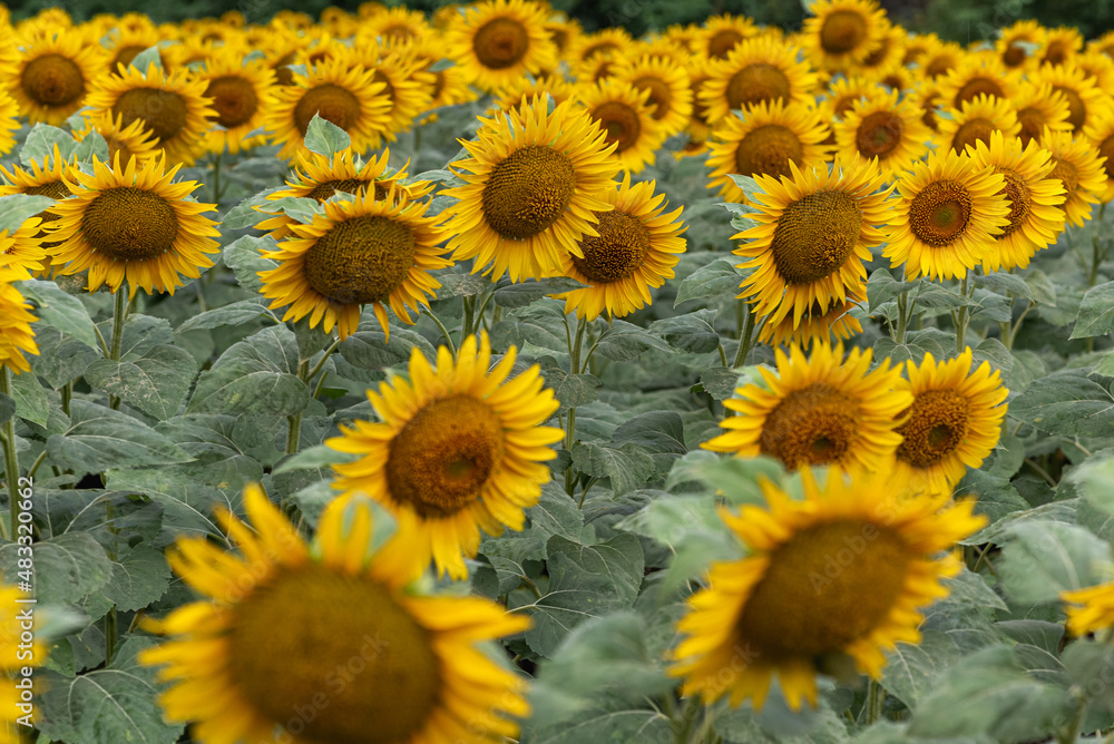 Fototapeta premium summer agricultural field with yellow sunflowers against the sky with clouds. Concept of sunflowers nature, landscape