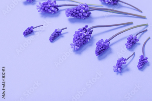 Fototapeta Naklejka Na Ścianę i Meble -  muscari flowers on purple paper background