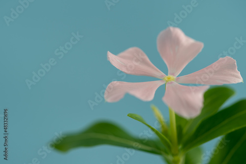 ピンクの花