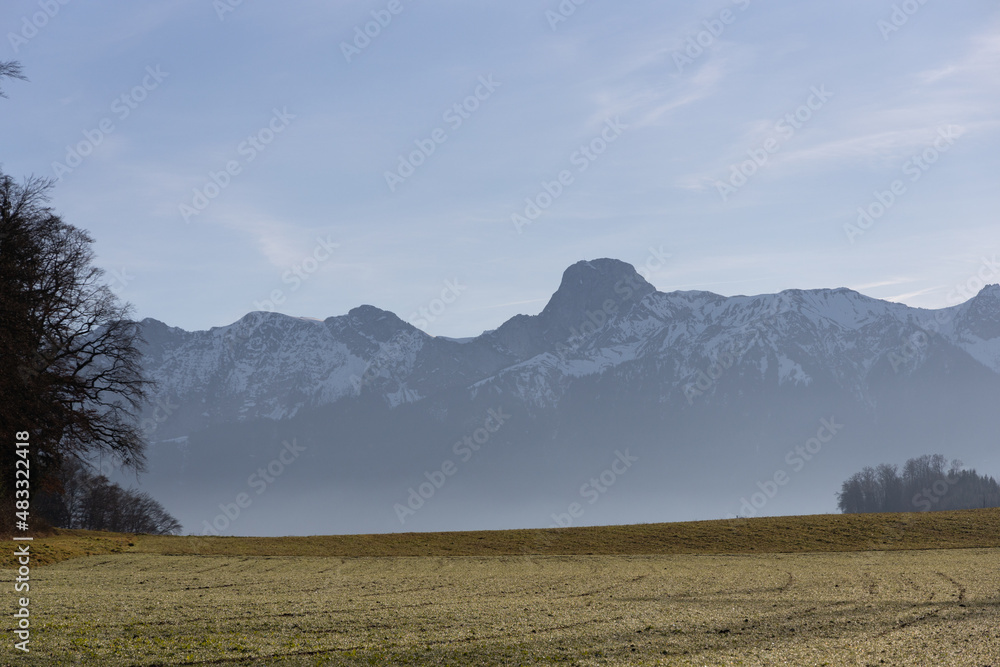 Swiss mountain with snow behind a green fresh field tree under blue sky