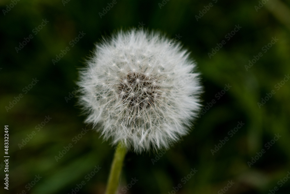 Fluffy dandelion
