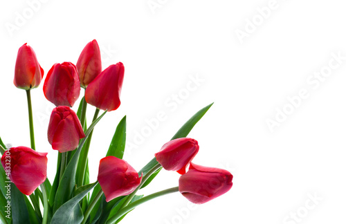 Red buds tulips on white background with space for text. Decoration of valentine day  woman s day