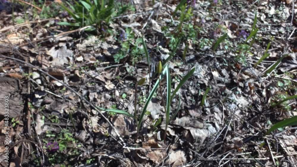 Young flower and green grass on background of old fallen leaves in forest. Woodland in early spring. Blurred defocused footage. Young flower and green grass on background of old fallen leaves in forest. Woodland in early spring. Blurred defocused footage.