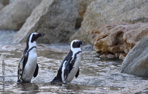 African penguins on the shore in evening twilight. African penguin ( Spheniscus demersus) also known as the jackass penguin and black-footed penguin. Boulders colony. South Africa