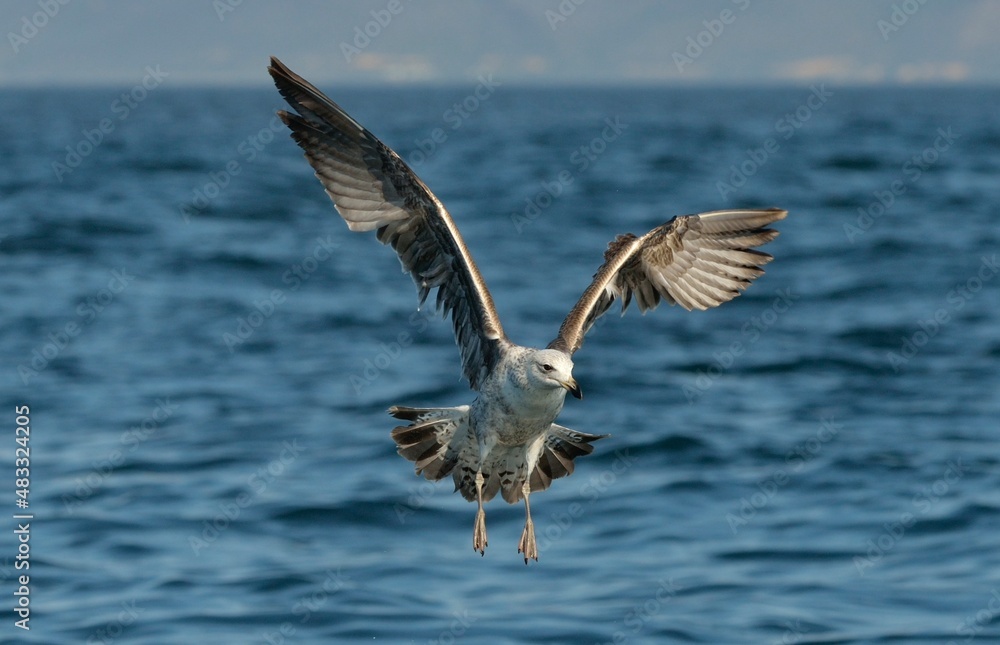 Flying Kelp gull (Larus dominicanus), also known as the Dominican gull and Black Backed Kelp Gull. False Bay, South Africa Flying Kelp gull (Larus dominicanus), also known as the Dominican gull and Black Backed Kelp Gull. False Bay, South Africa