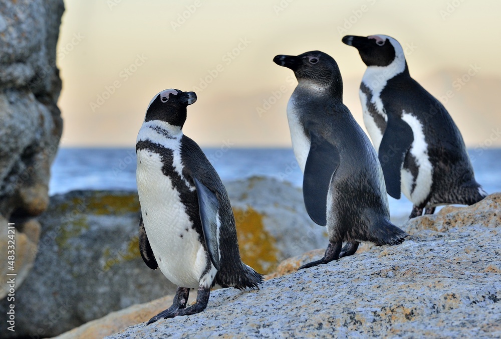 Obraz premium African penguins on the stone in evening twilight. African penguin ( Spheniscus demersus) also known as the jackass penguin and black-footed penguin. Boulders colony. South Africa