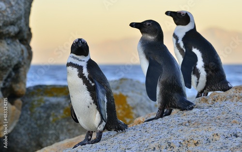 African penguins on the stone in evening twilight. African penguin ( Spheniscus demersus) also known as the jackass penguin and black-footed penguin. Boulders colony. South Africa