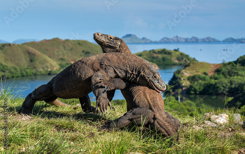The Fight of Komodo dragons (Varanus komodoensis) for domination. It is the biggest living lizard in the world. Island Rinca. Indonesia. © Uryadnikov Sergey