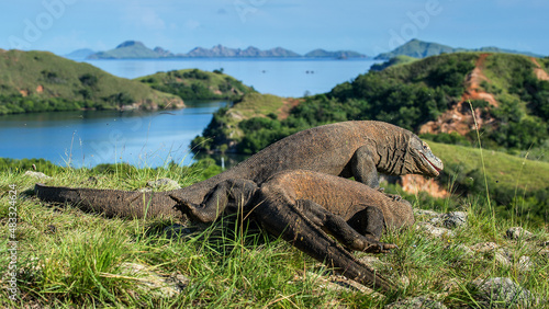 The Fight of Komodo dragons (Varanus komodoensis) for domination. It is the biggest living lizard in the world. Island Rinca. Indonesia.