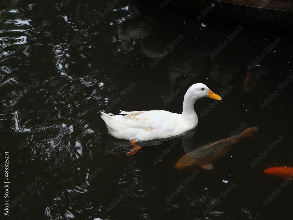 white duck on the water