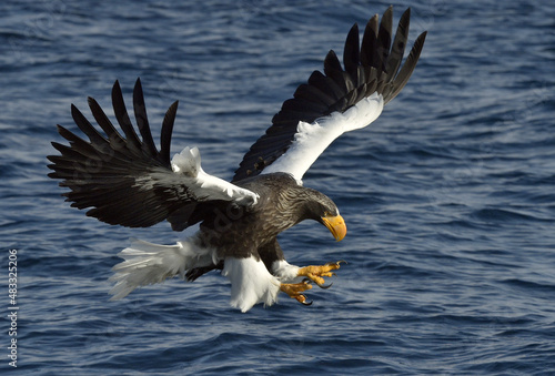 Adult Steller's sea eagle in flight. Steller's sea eagle, Scientific name: Haliaeetus pelagicus.