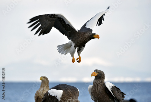 Adult Steller s sea eagle in flight. Steller s sea eagle  Scientific name  Haliaeetus pelagicus.