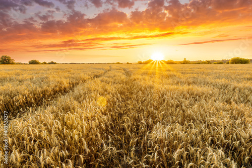 Amazing view at beautiful summer golden wheaten field with beautiful sunny sky on background, rows leading far away, valley landscape