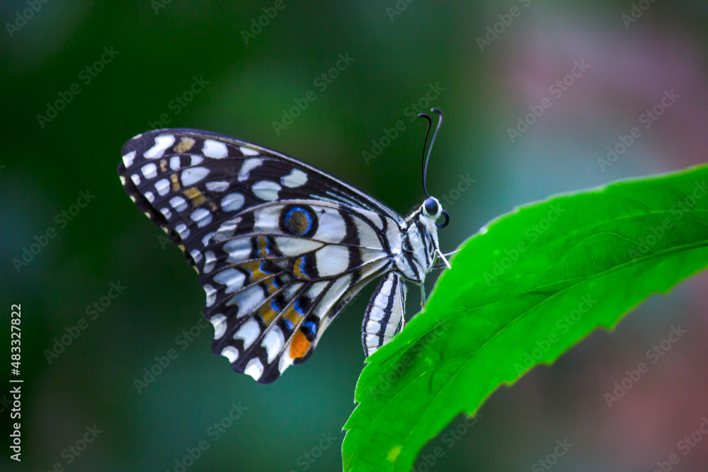 Papilio butterfly or The Common Lime Butterfly resting on the flower plants Papilio butterfly or The Common Lime Butterfly resting on the flower plants