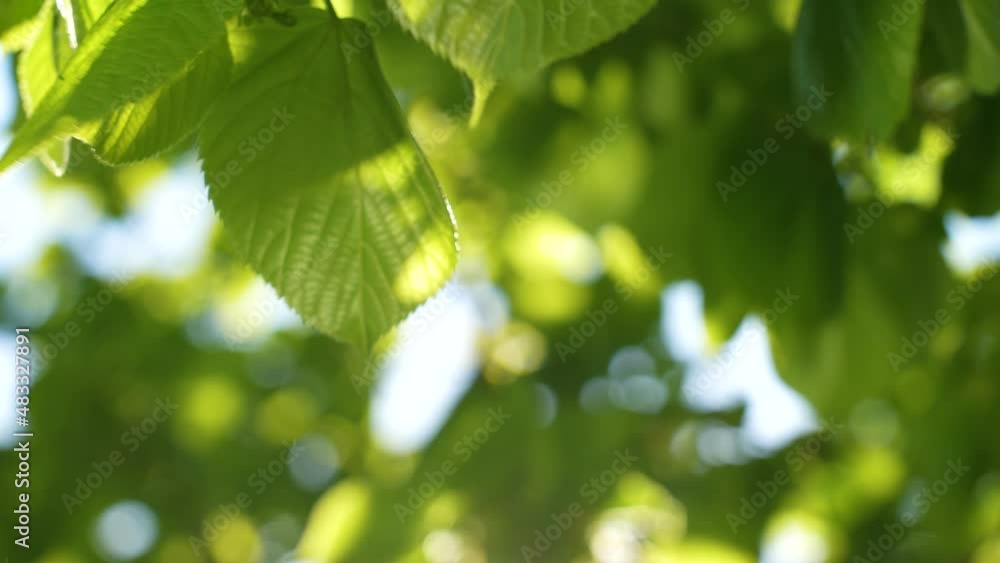 Beautiful sunny spring bright fresh green leaves on branches of trees isolated on clear blue sky backdrop with sun shine through branches and foliage. Abstract natural video background Beautiful sunny spring bright fresh green leaves on branches of trees isolated on clear blue sky backdrop with sun shine through branches and foliage. Abstract natural video background