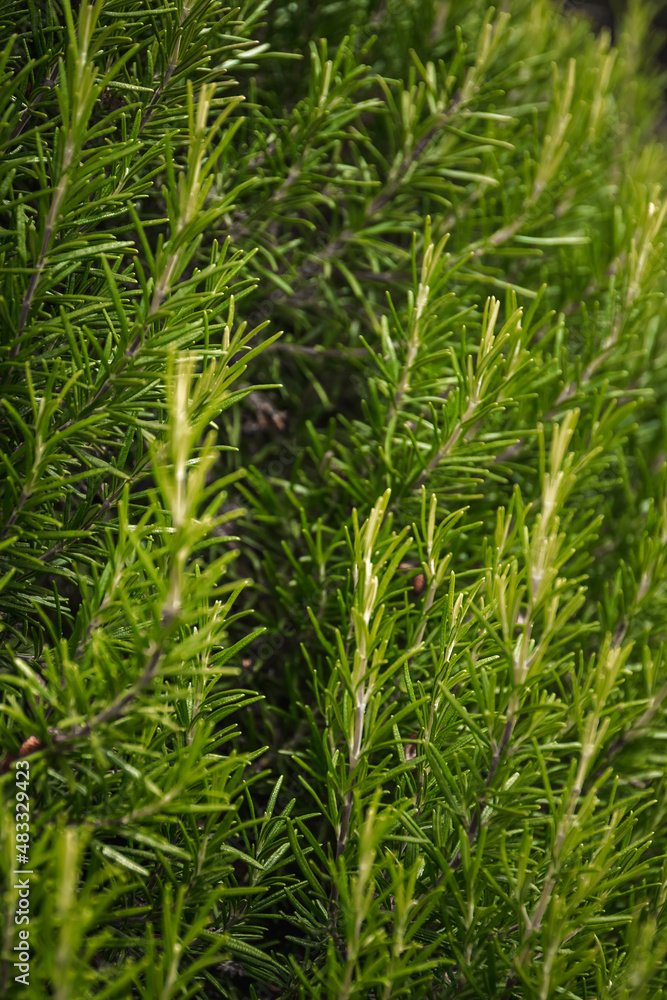 closeup of sprigs of fresh and fragrant rosemary scent closeup of sprigs of fresh and fragrant rosemary scent