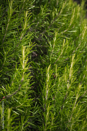 closeup of sprigs of fresh and fragrant rosemary scent