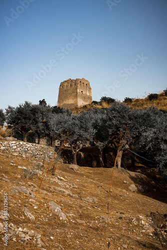 an army of olive trees defend the ruins of the Torre di Montalto at the Bay of Ieranto in Sorrento