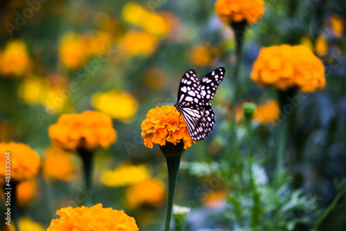 Blue spotted milkweed butterfly or danainae or milkweed butterfly feeding on the marigold flower plants during springtime 