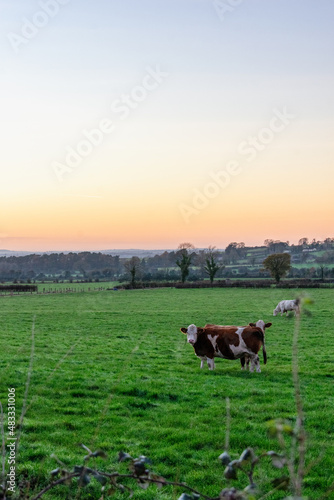 Cows at Sunrise on a Irish Farm