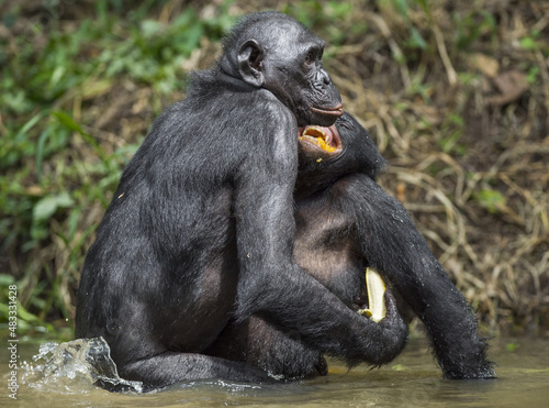 Bonobo mating in the pond. The Bonobo ( Pan paniscus) photo