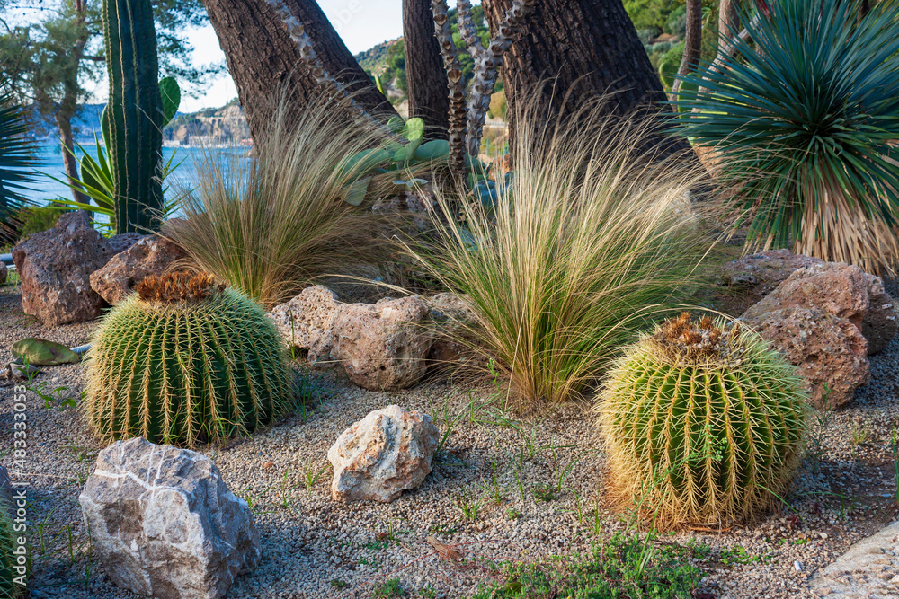 Echinocactus grusonii, popularly known as the golden barrel cactus Echinocactus grusonii, popularly known as the golden barrel cactus