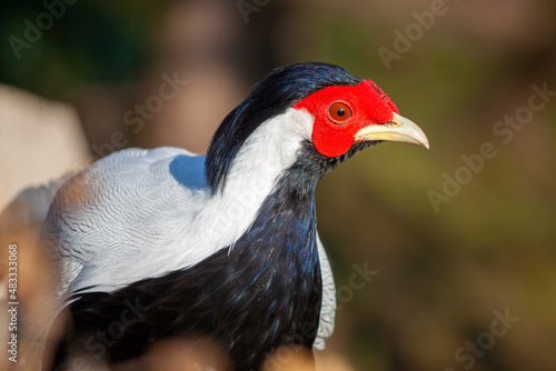 close-up of a splendid specimen of silver pheasant (Lophura nycthemera). In evidence the head colored in white, black and red © xiaoma