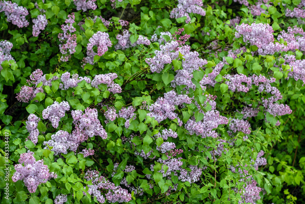 Branch with spring blossoms pink lilac flowers, Branch with spring blossoms pink lilac flowers,