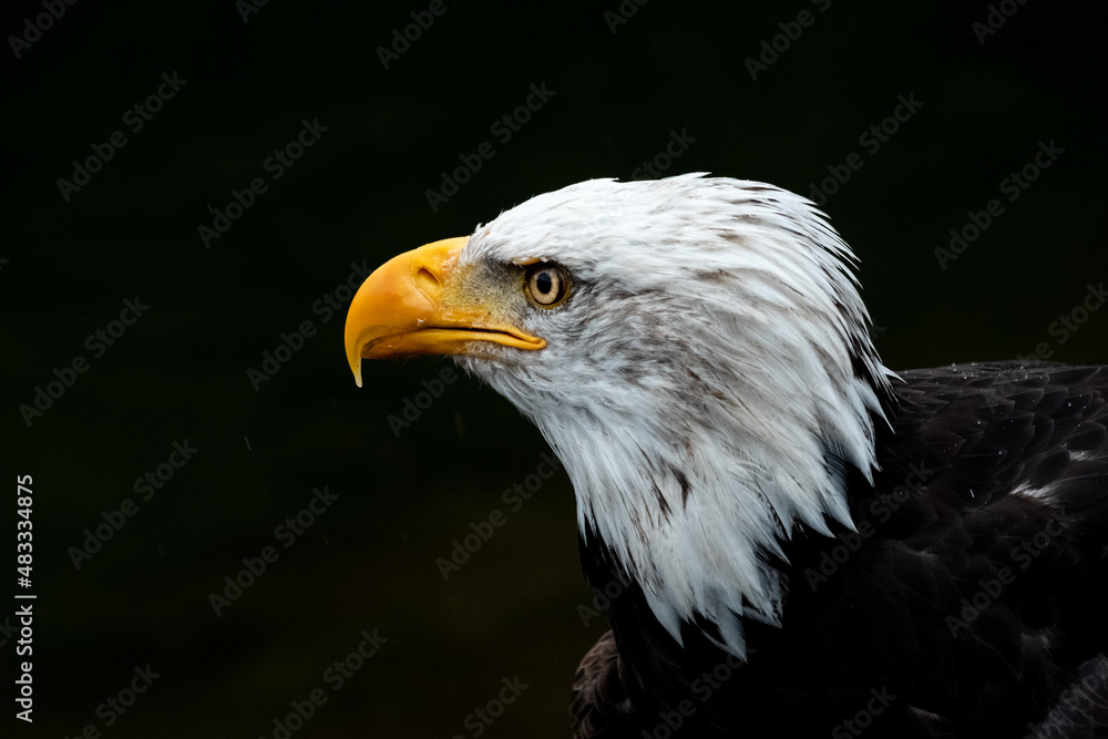 Fototapeta premium Portrait of a proud bald eagle