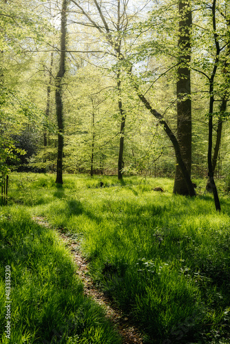 footpath in the forest - fair weather
