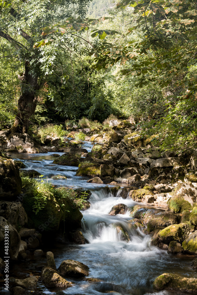 Stream in the forest Stream in the forest