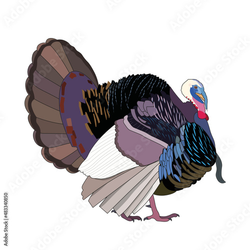 Turkey