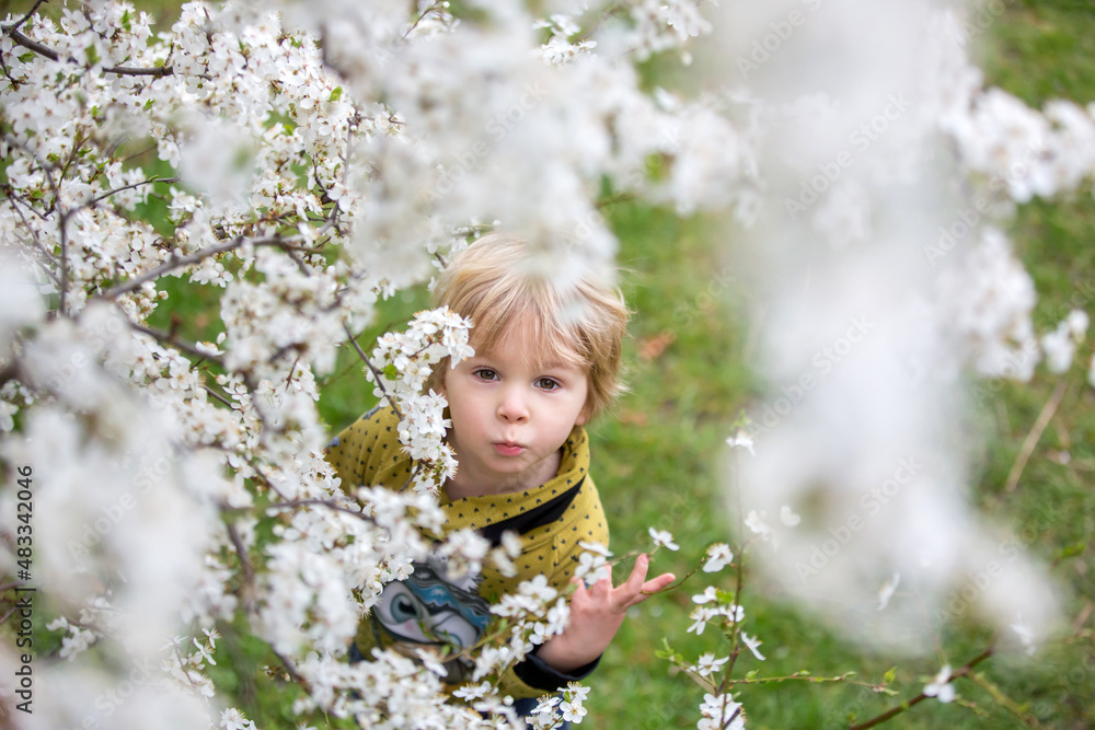 Cute blond toddler child, boy, running around blooming yellow bush, spring time, while snowing Cute blond toddler child, boy, running around blooming yellow bush, spring time, while snowing