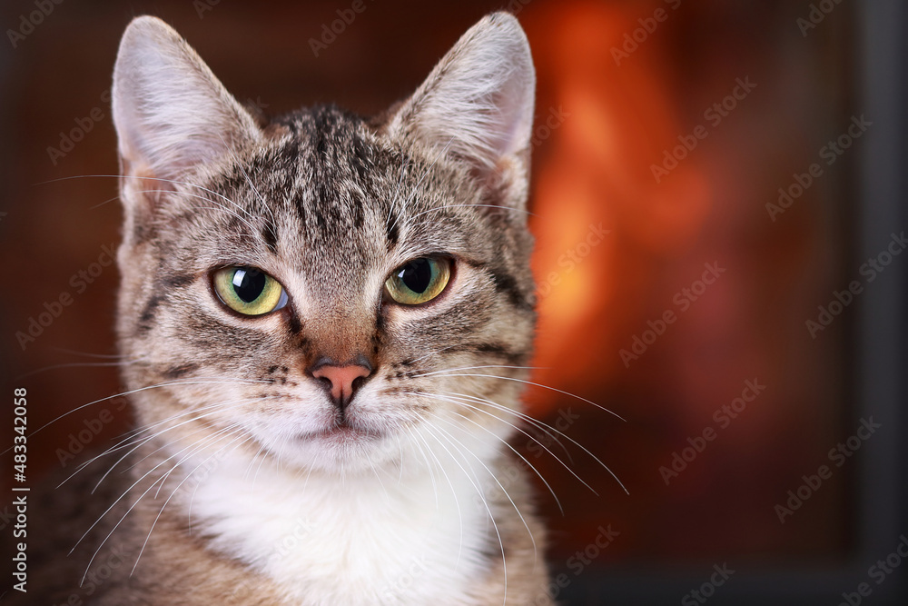 Portrait of a cat on the background of the fireplace. Kitten close up. Cute cat with green eyes posing at camera. Gray-brown kitten with white fur around his neck. Care concept. Tabby. Place for text Portrait of a cat on the background of the fireplace. Kitten close up. Cute cat with green eyes posing at camera. Gray-brown kitten with white fur around his neck. Care concept. Tabby. Place for text
