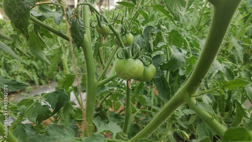 green tomato growing in the garden