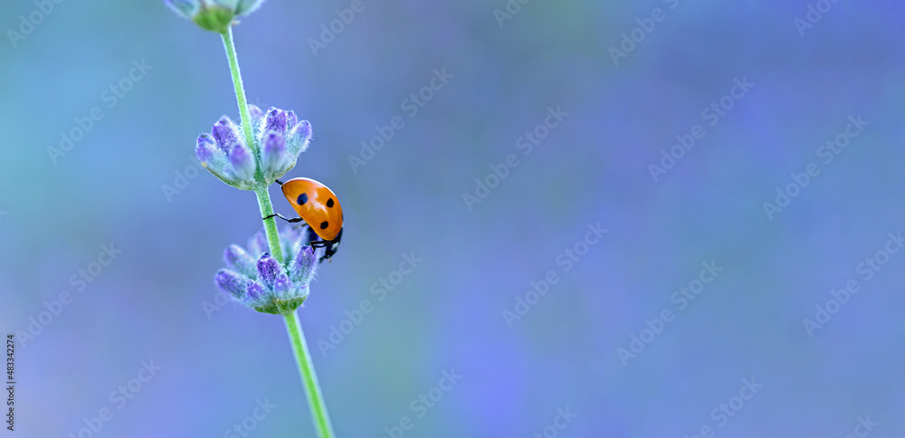 Fototapeta premium Seven spot ladybird in a branch of blooming lavender. Beautiful natural banner. Copy space. Selective focus.
