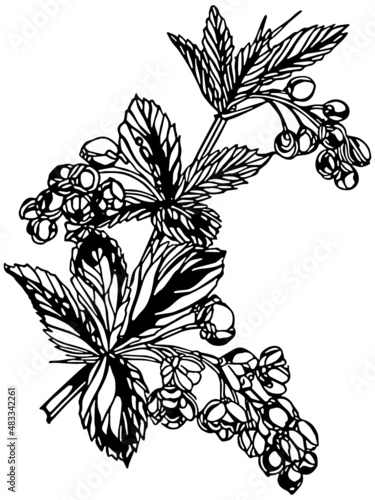 Monochrome multiple blossom flower stem with leaves in vintage woodcut printing style. Single layer SVG vector graphic suitable for use as digital cut file mask stencil