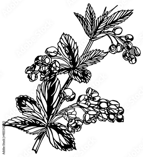 Black and white multiple blossom flower stem with leaves in vintage woodcut printing style. Single layer SVG vector graphic suitable for use as digital cut file mask stencil