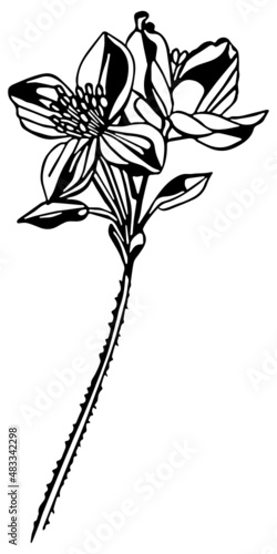 Black and white anemone multiple flower stem in vintage woodcut printing style. Single layer SVG vector graphic suitable for use as digital cut file mask stencil