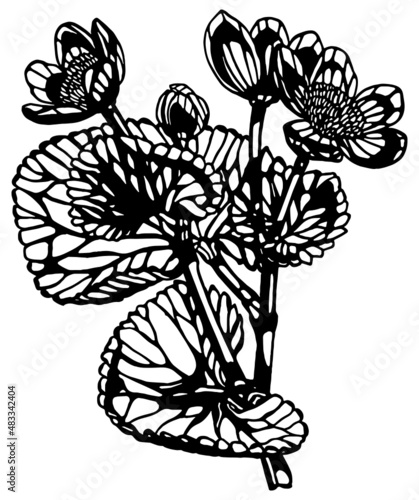 Monochrome negative space anemone multiple flower stem with leaves and bud in vintage woodcut printing style. Single layer SVG vector graphic also suitable for use as digital cut file 
