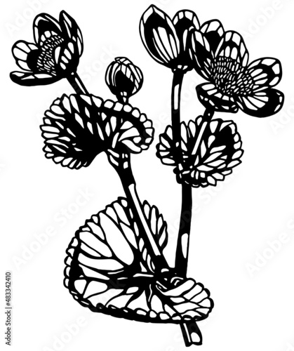 Black and white anemone flower stem with multiple leaves and buds in vintage woodcut printing style. Single layer SVG vector graphic also suitable for use as digital cut file 