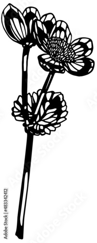 Black and white anemone double flower stem with leaf in vintage woodcut printing style. Single layer SVG vector graphic also suitable for use as digital cut file 