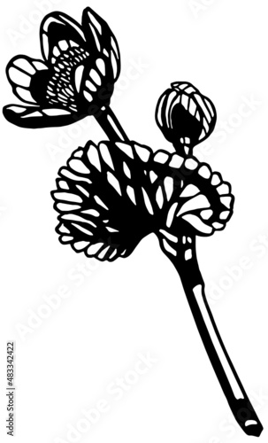 Black and white anemone flower stem with leaf and bud in vintage woodcut printing style. Single layer SVG vector graphic suitable for use as digital cut file 