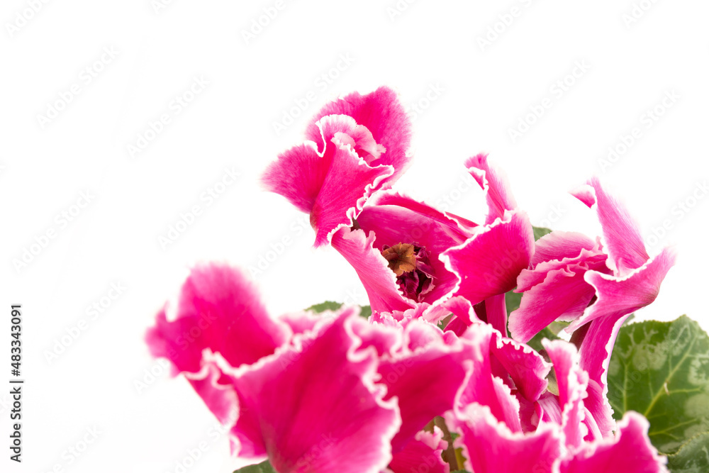 Cyclamen hederifolium, Ivy-leaved cyclamen, sowbread with pink flowers, isolated on white background Cyclamen hederifolium, Ivy-leaved cyclamen, sowbread with pink flowers, isolated on white background